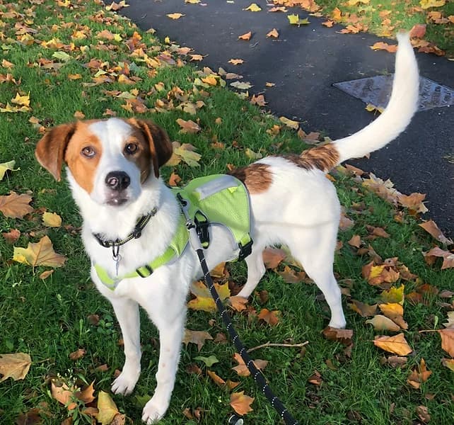 Reggie - a Romanian rescue dog