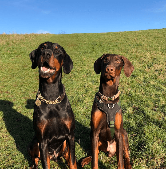 Two brown dogs