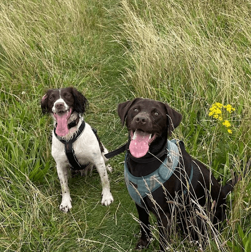 Two happy looking dogs