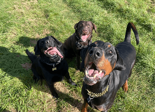 Three dogs in a field