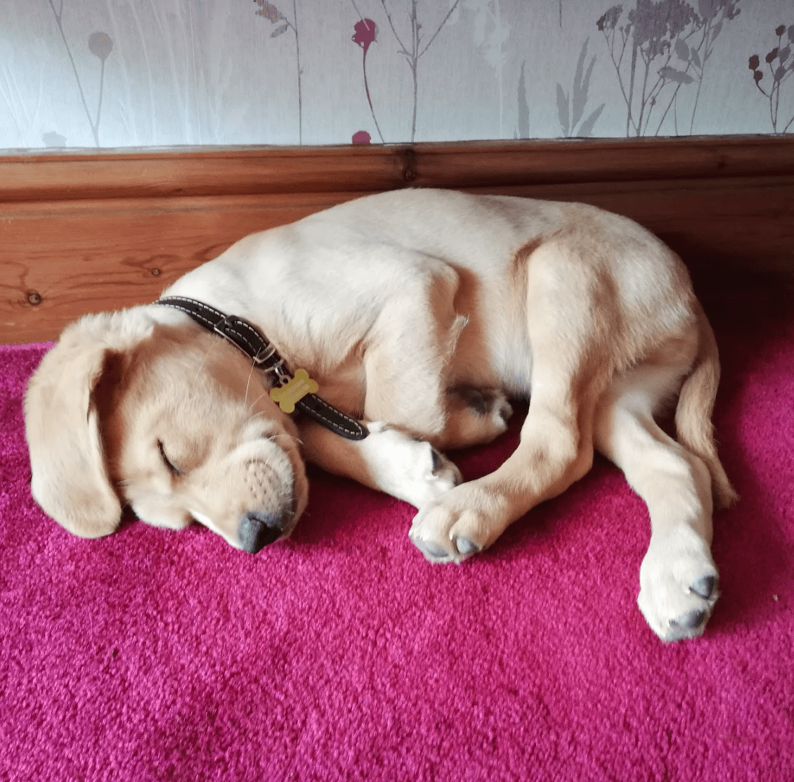 Sleeping puppy