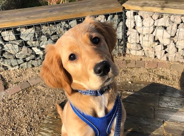 Tendi - a golden retriever puppy